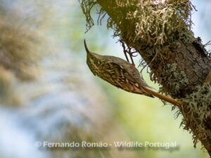 Trepadeira-comum (Certhia brachydactyla)