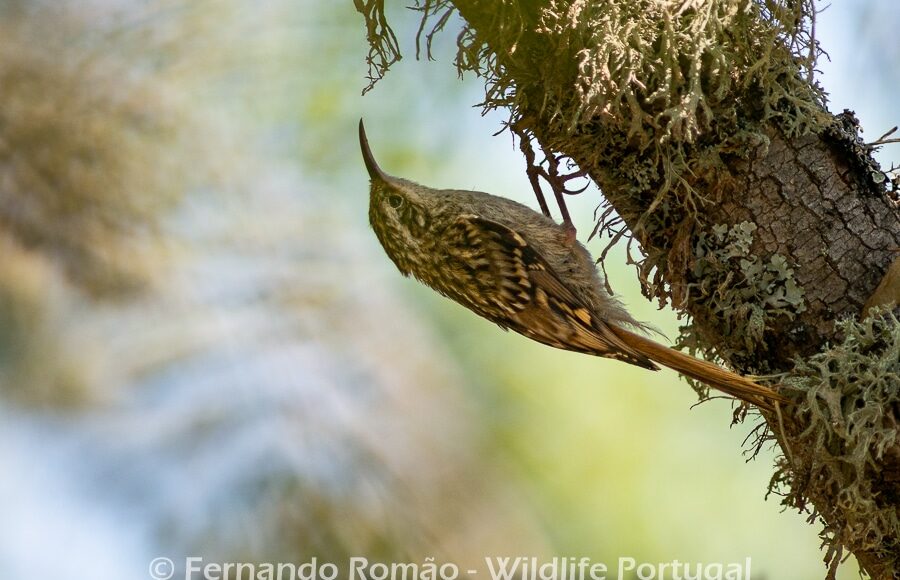 Trepadeira-comum (Certhia brachydactyla)