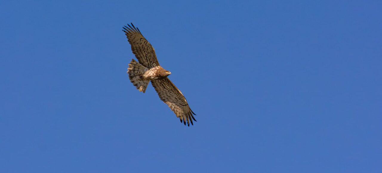 Águia-cobreira (Circaetus gallicus)