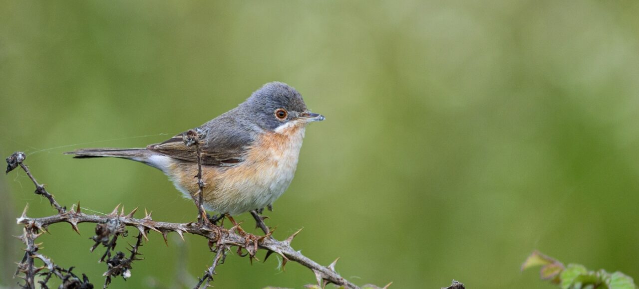 Western Subalpine Warbler (Curruca iberiae)