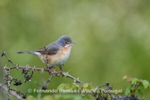 Western Subalpine Warbler (Curruca iberiae)