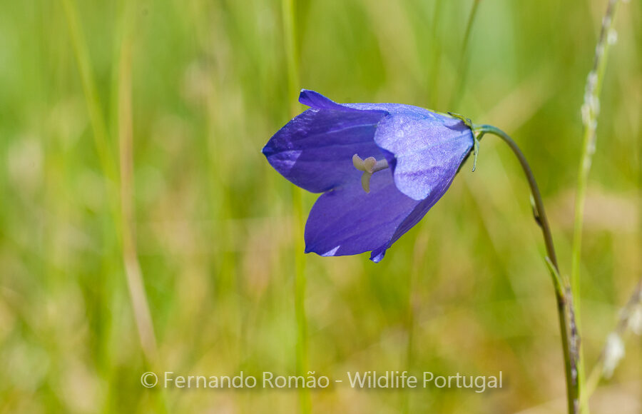 Campanula herminii, at Estrela Mountain Natural Park
