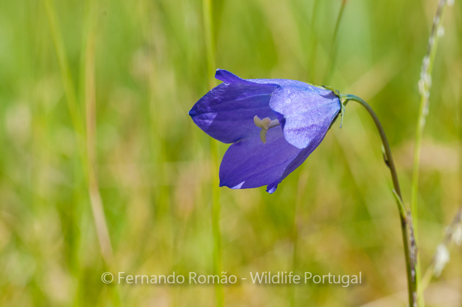Campanula herminii Campanula herminii, at Estrela Mountain Natural Park