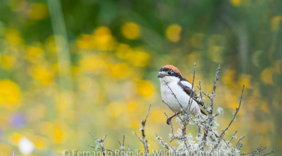 Woodchat Shrike (Lanius senator)