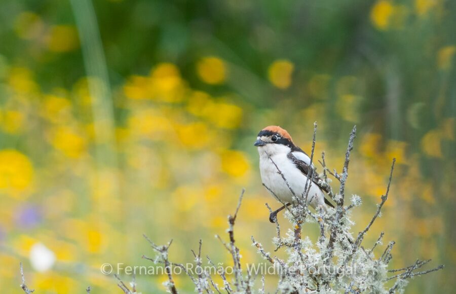 Woodchat Shrike (Lanius senator)