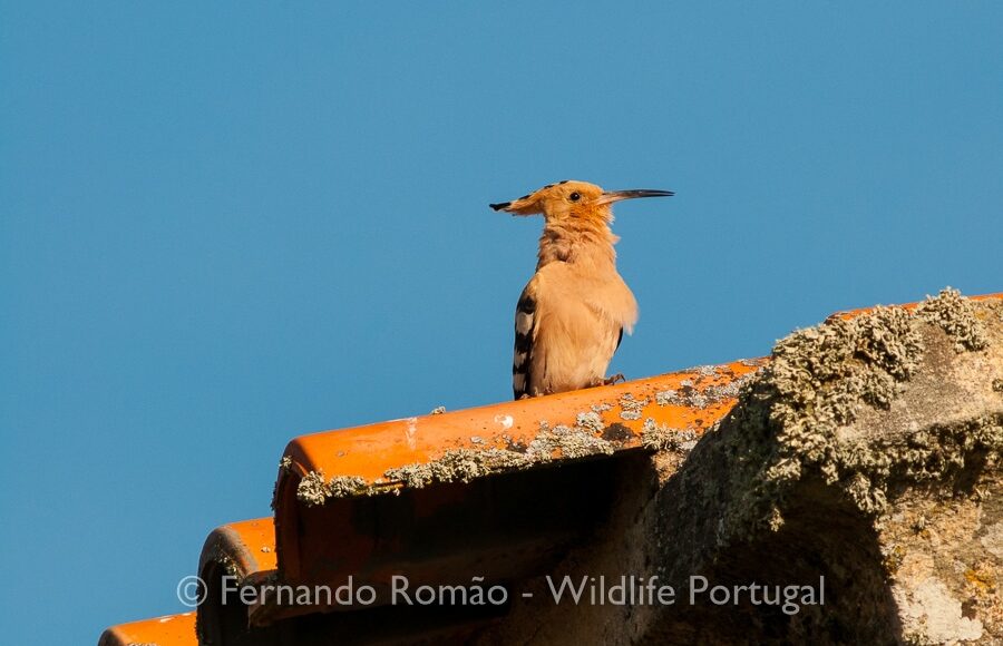 Hoopoe (Upupa epops)
