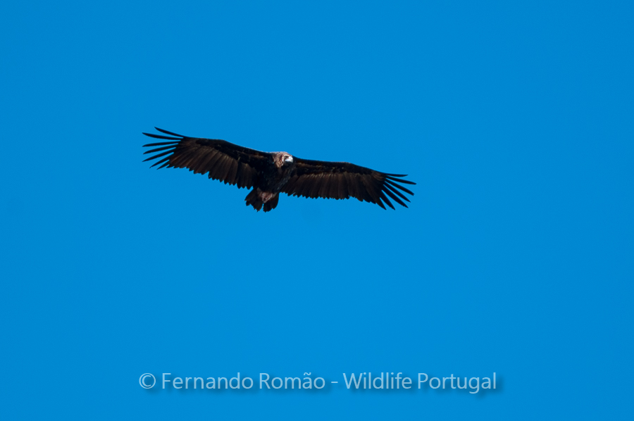 Abutre-preto (Aegypius monachus) Abutre-preto (Aegypius monachus)