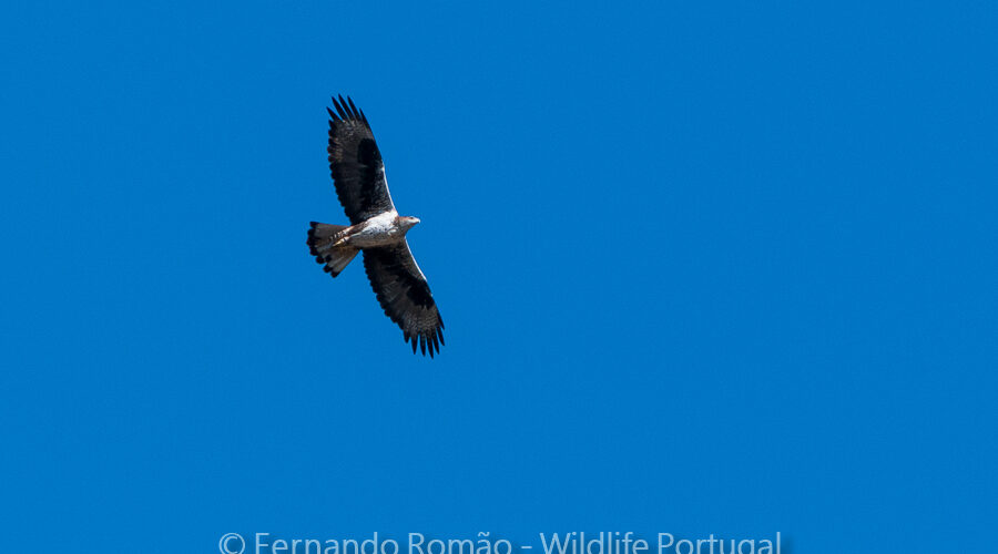 Bonelii's Eagle (Aquila fasciata)
