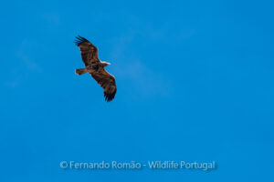 Spanish Imperial Eagle (Aquila adalberti)