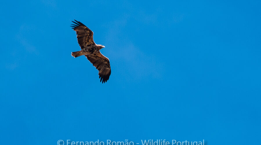 Spanish Imperial Eagle (Aquila adalberti)