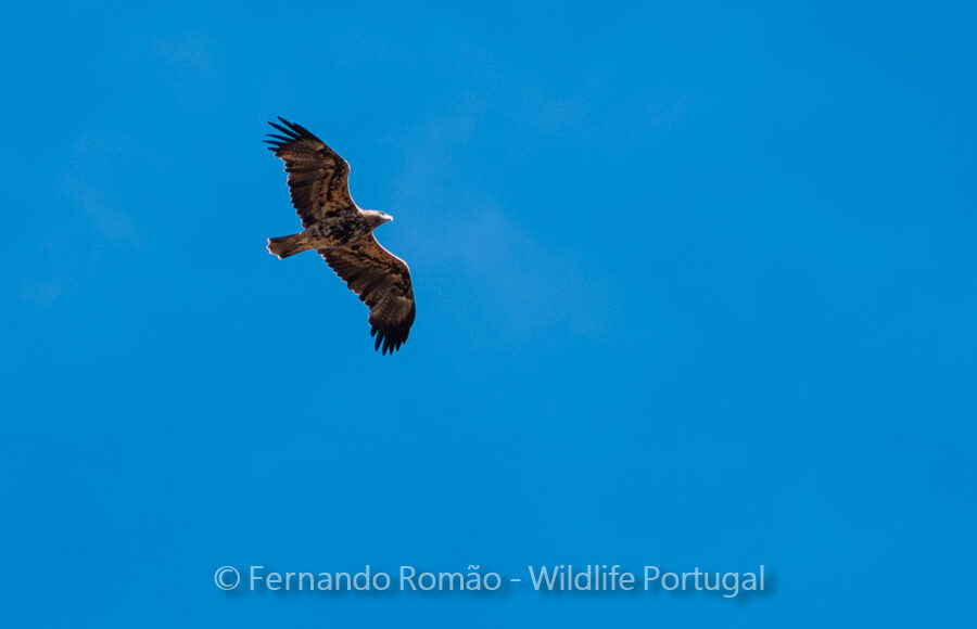Spanish Imperial Eagle (Aquila adalberti)
