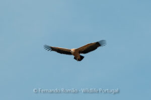 Eurasian Griffon Vulture (Gyps fulvus)