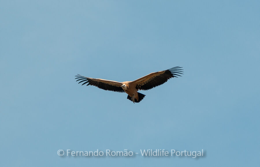 Eurasian Griffon Vulture (Gyps fulvus)