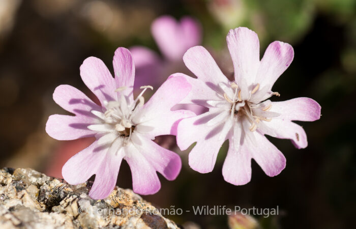 Silene foetida foetida Estrela Mountain Natural Park