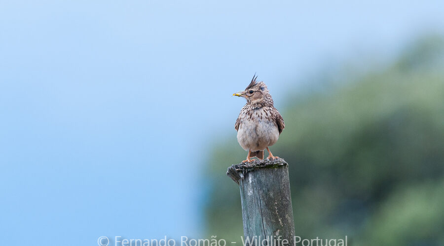 Crested Lark (Galerida cristata)