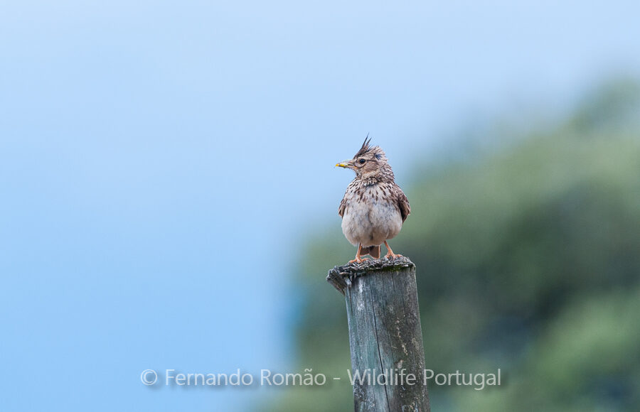 Crested Lark (Galerida cristata)