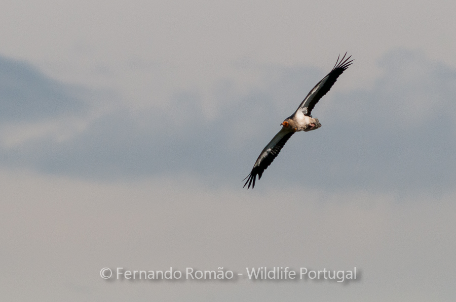 FMR4118 Egyptian Vulture