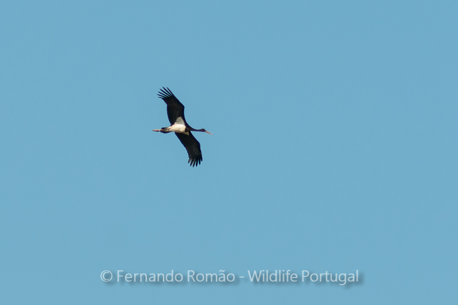 Cegonha-preta (Ciconia nigra) Cegonha-preta (Ciconia nigra)