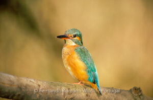 Kingfisher (Alcedo atthis)