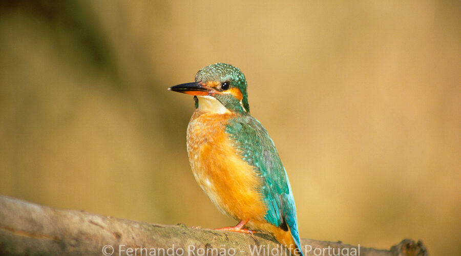 Kingfisher (Alcedo atthis)