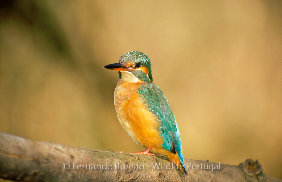 Kingfisher (Alcedo atthis)