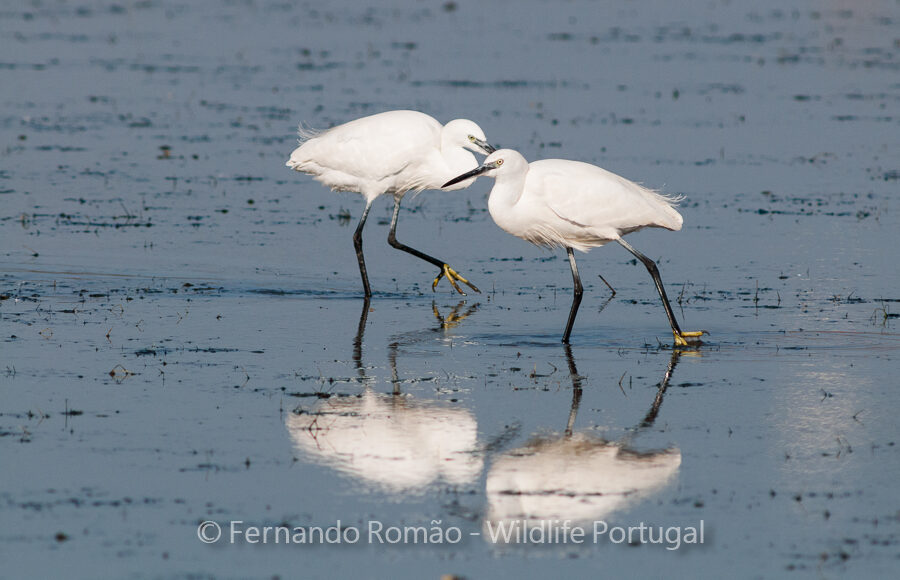 Little Egret (Egretta garzetta)