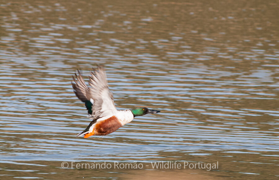 Shoveler (Anas clypeata)