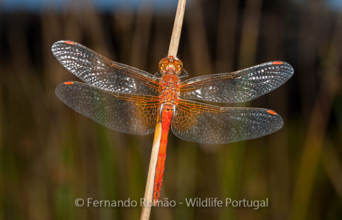 Sympetrum flaveolum Sympetrum flaveolum