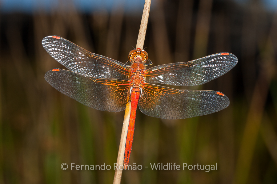Sympetrum flaveolum Sympetrum flaveolum