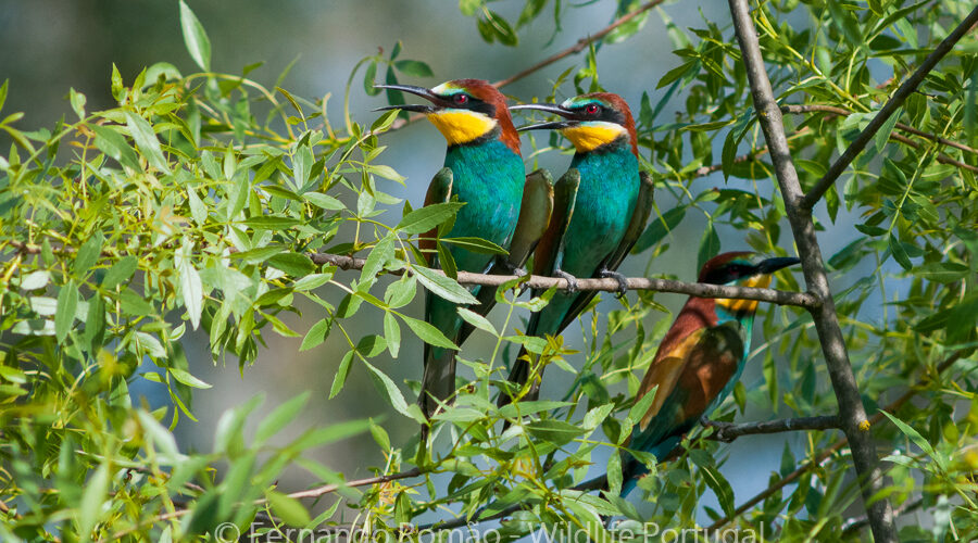 Bee Eater (Merops apiaster)