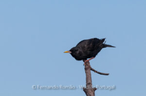 Spotless Starling (Sturnus unicolor)