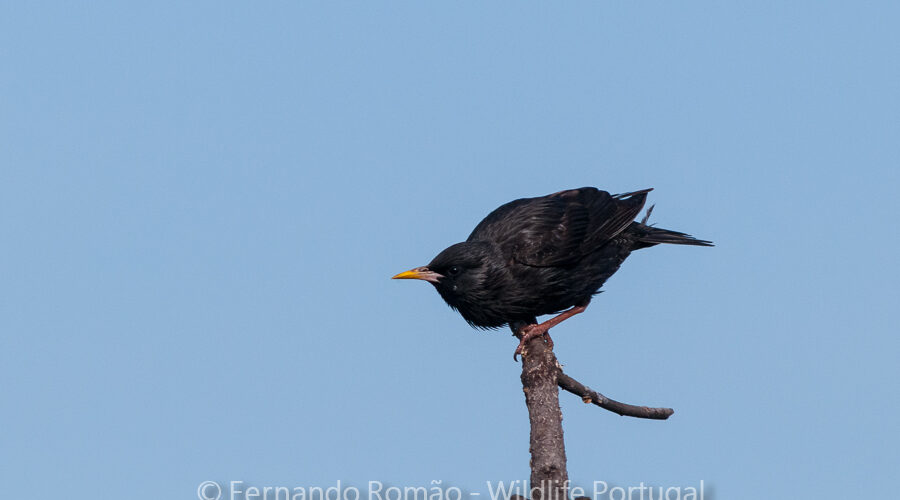 Spotless Starling (Sturnus unicolor)