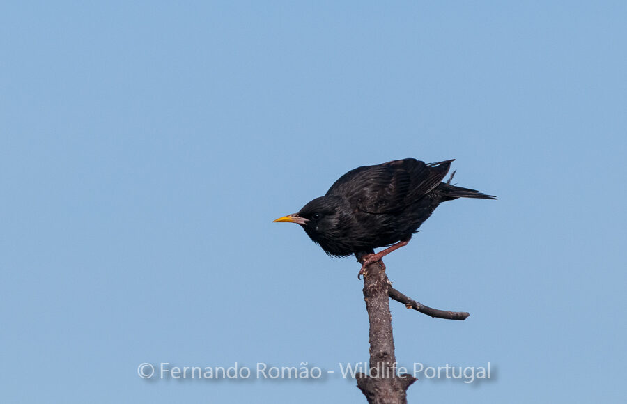 Spotless Starling (Sturnus unicolor)