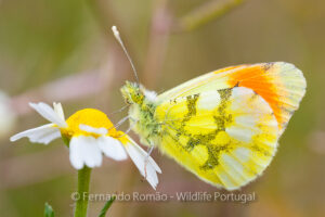 Provençal Orange Tip (Anthocharis euphenoides)