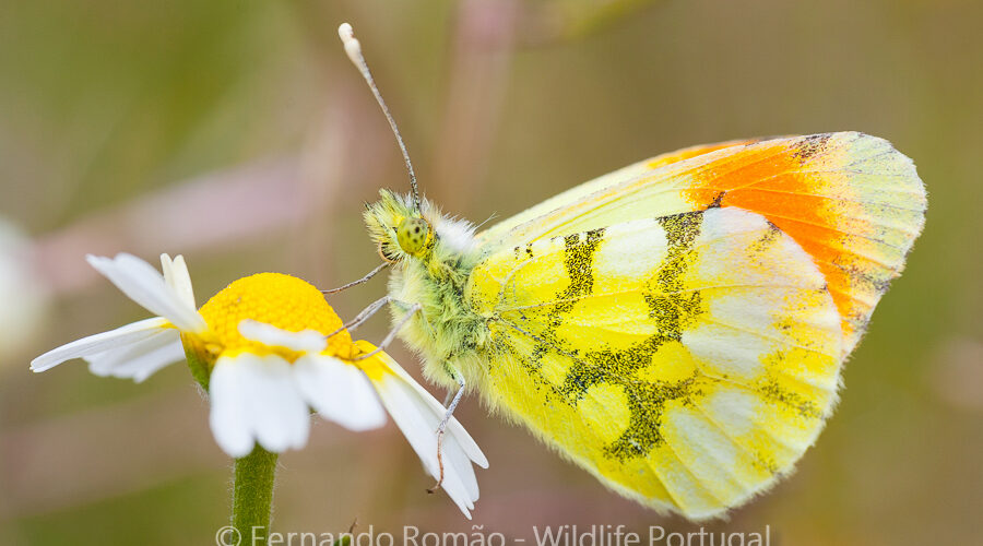 Anthocharis euphenoides Provençal Orange Tip (Anthocharis euphenoides)