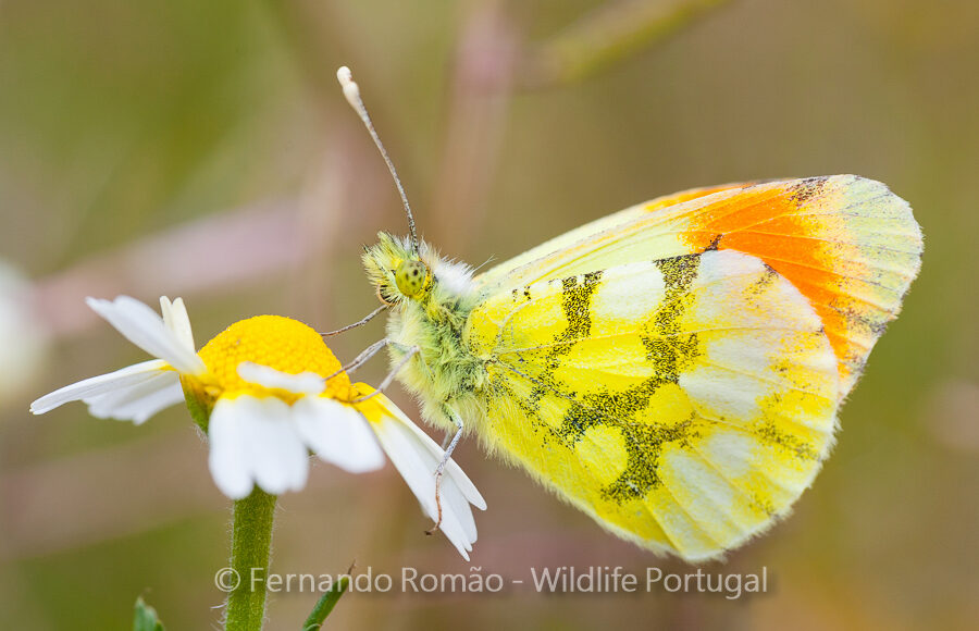 Provençal Orange Tip (Anthocharis euphenoides)
