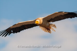 Egyptian Vulture (Neophron percnopterus)