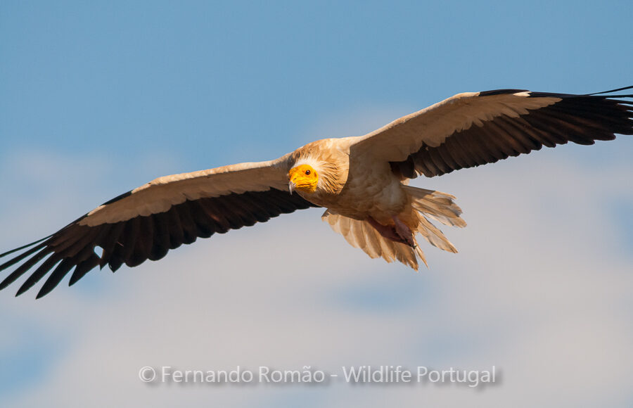 Egyptian Vulture (Neophron percnopterus)