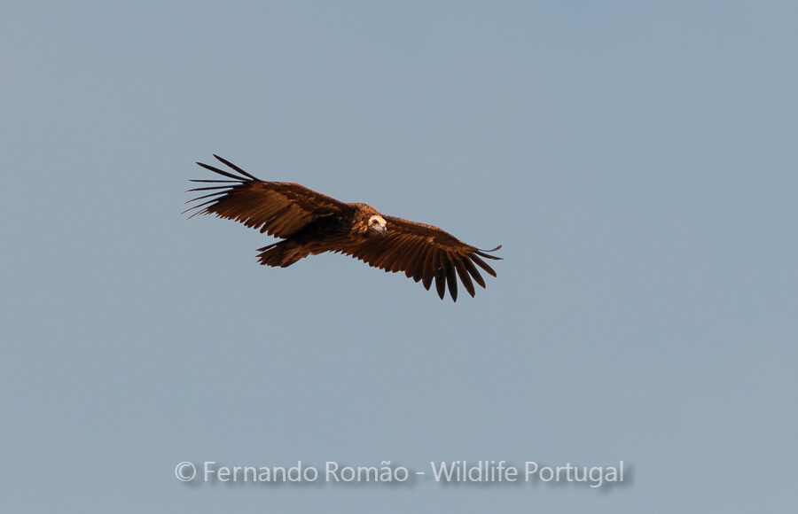 Black Vulture (Aegypius monachus)