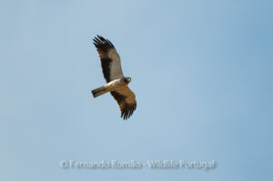 Booted Eagle (Hieraaetus pennatus)