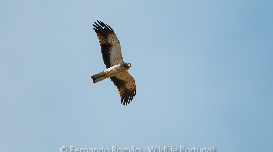 Booted Eagle (Hieraaetus pennatus)