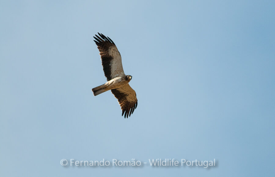 Booted Eagle (Hieraaetus pennatus)