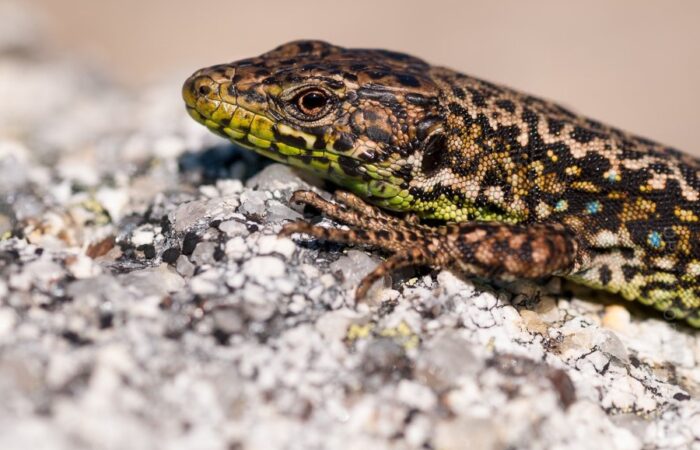 Iberolacerta-monticola_FMR2479 Iberian Rock Lizard (Iberolacerta monticola)