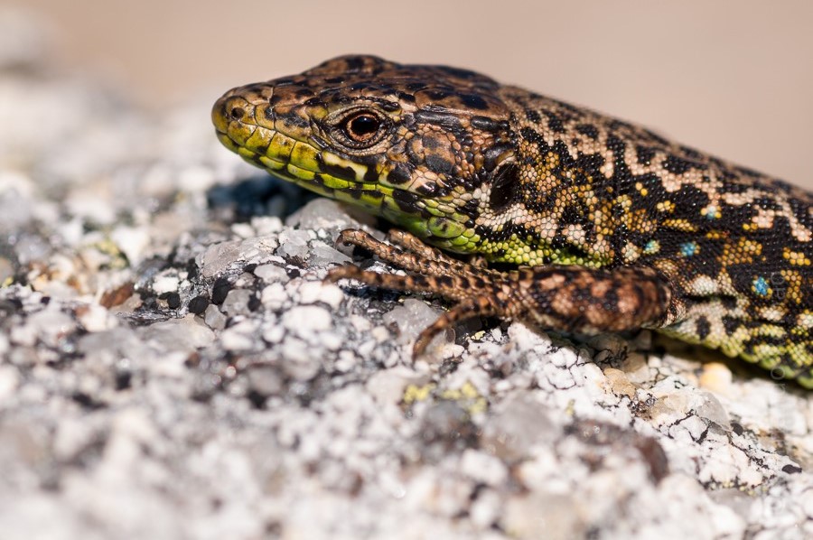 Iberolacerta-monticola_FMR2479 Iberian Rock Lizard (Iberolacerta monticola)
