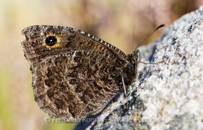 Black Satyr (Satyrus actaea) Black Satyr (Satyrus actaea)