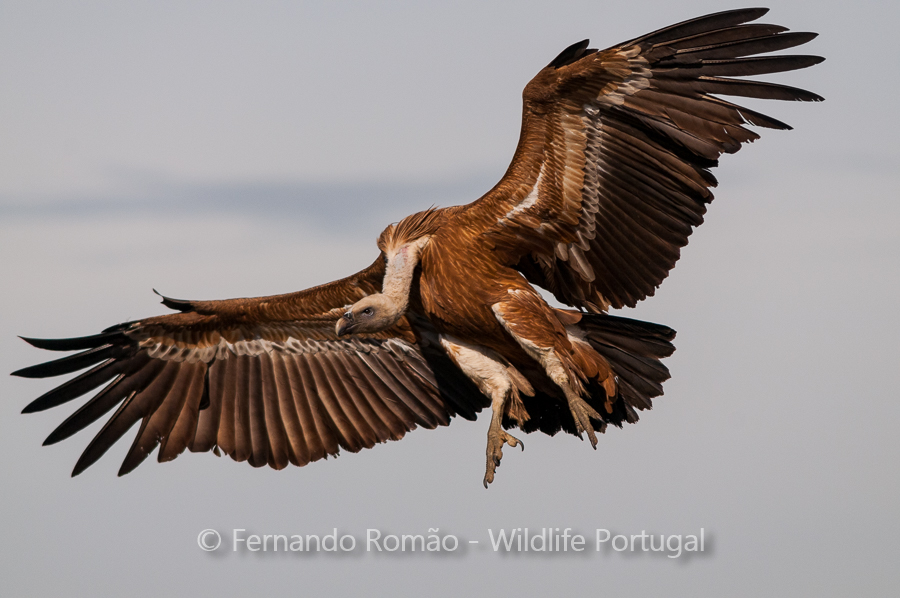 Grifo (Gyps fulvus) Grifo (Gyps fulvus)