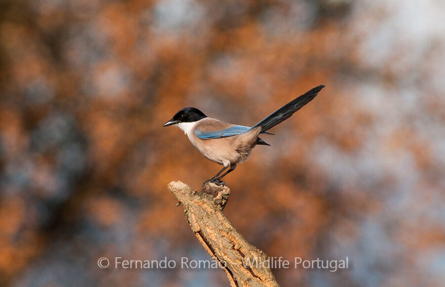 Iberian Magpie (Cyanopica cooki)