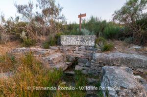 Côa river spring