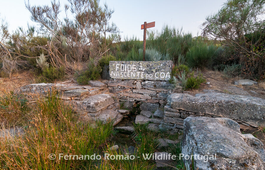 Côa river spring