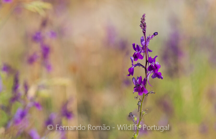 Linaria elegans